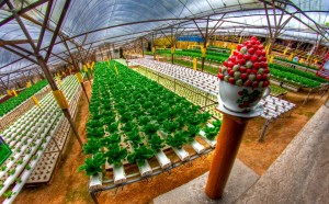 farm at cameron-highlands